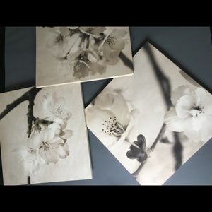 Black & White Canvas Pictures